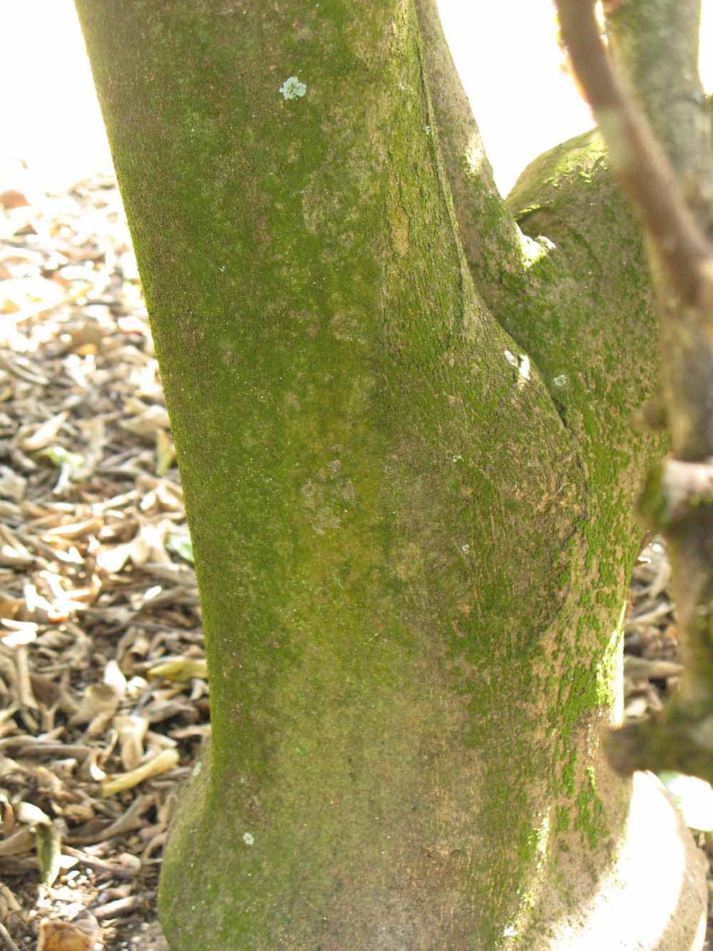              Bark (Winter Haven, FL)       